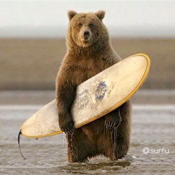 Orso Surf