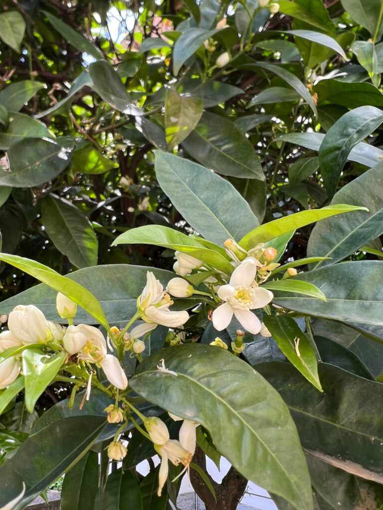 I fiori di limone del giardino dell'Hotel Daria di Pietra Ligure