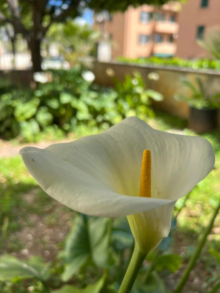 I fiori del giardino dell'Hotel Daria di Pietra Ligure