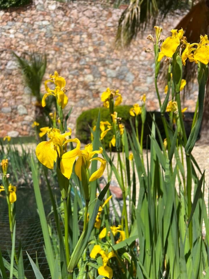 Gli Irsi acquatici nel nostro laghetto dei pesci all'Hotel Daria di Pietra Ligure