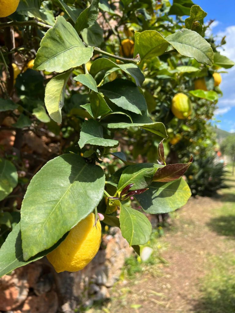 I limoni nella campagna dell'Hotel Daria di Pietra Ligure