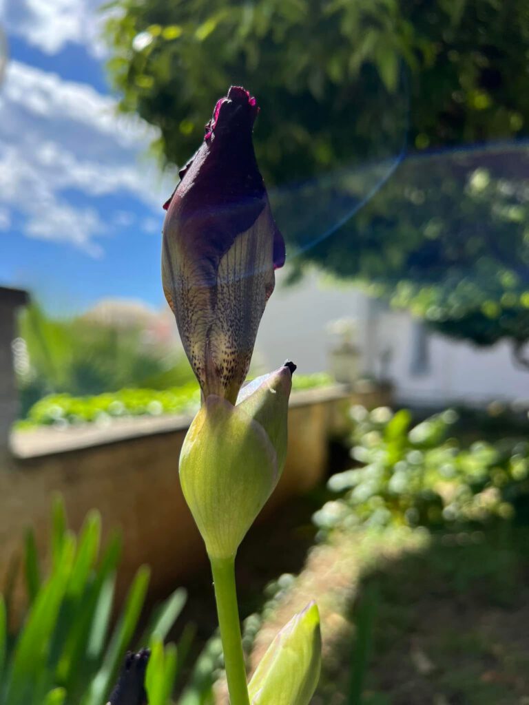 Gli Iris del giardino dell'Hotel Daria di Pietra ligure