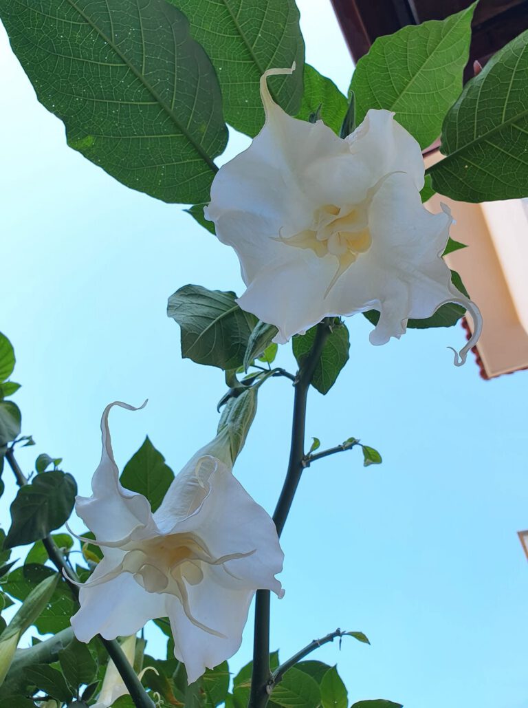 Dettaglio di fiori nell'Hotel Daria di Pietra Ligure