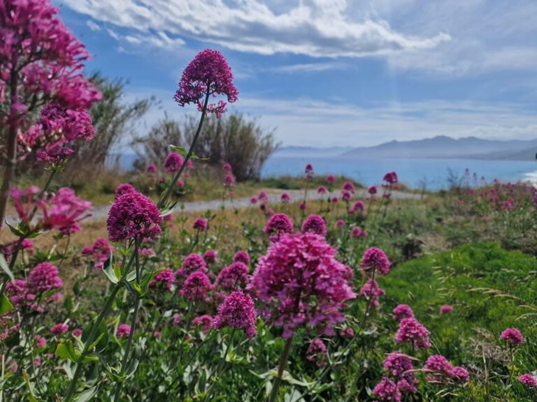 Dettaglio costa riviera ligure Caprazoppa